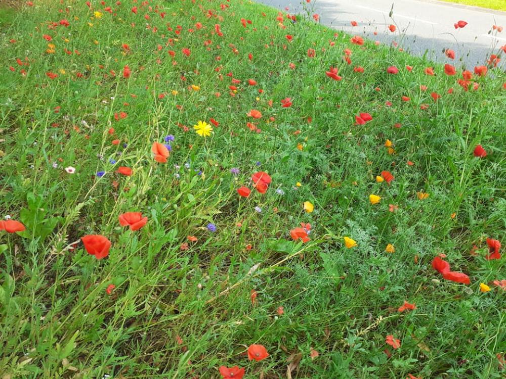 2020 in Photographs around the Village - The poppies were at their best in July