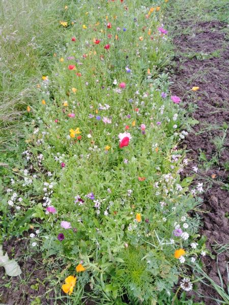 2020 in Photographs around the Village - The first signs of the wild flower meadow on Chancery Road appeared in June