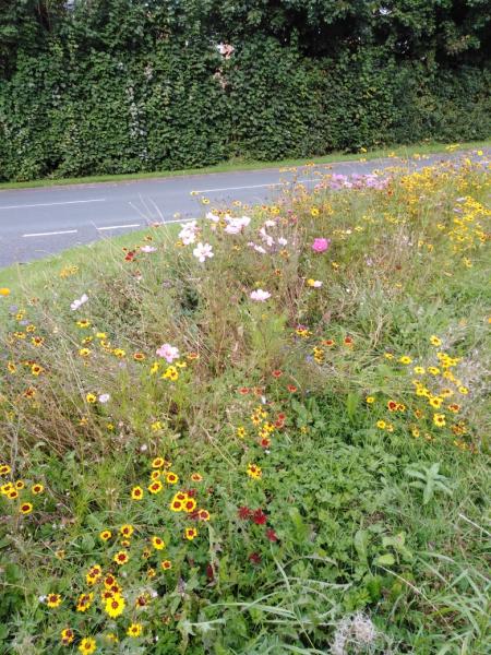 2020 in Photographs around the Village - August brought more colour to the meadow