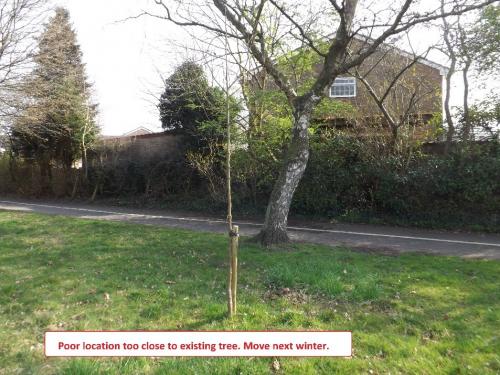 Trees along Chancery Road, Astley Village