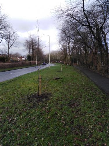 Tree Planting